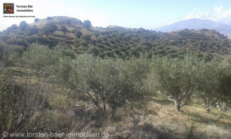 Vori Kreta, Vori Olivenhain 200.000m² mit 2 Gebäuden zu verkaufen Grundstück kaufen